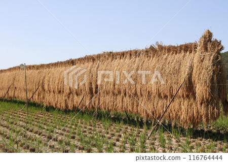 Rice rack Rice rack 116764444