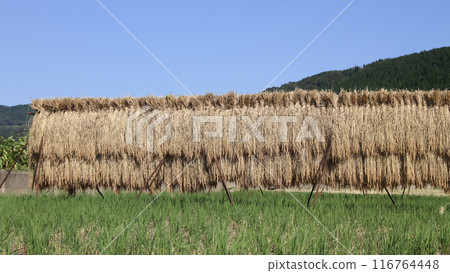 Rice rack Rice rack 116764448
