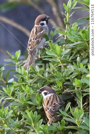 sparrow, feeding ground 116764518
