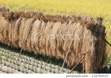 Rice rack Rice rack 116764547