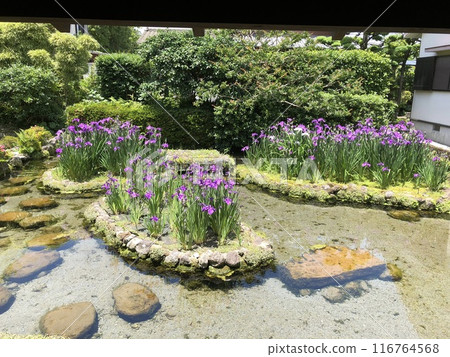 鳶尾花 鳶尾花 116764568