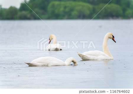 Three graceful white swans swims in the lake, swans in the wild. Three graceful white swans swims in the lake, swans in the wild. 116764602