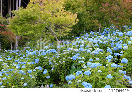 Blue hydrangeas in the World Hydrangea Garden at Jupia Land Hirata, Yomota-shinden, Hirata-mura, Ishikawa-gun, Fukushima Prefecture 116764639