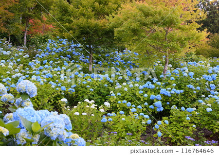 位於福島縣石川郡平田村寶田山麓的 Jupia Land 平田之世界繡球園內，一簇藍色的繡球花。 116764646