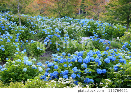 Blue hydrangeas in the World Hydrangea Garden at Jupia Land Hirata, Yomota-shinden, Hirata-mura, Ishikawa-gun, Fukushima Prefecture 116764651