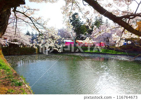 Cherry blossoms in full bloom, Hanaikada, Matsugasaki Park, Sakura, Yoshino cherry blossoms 116764673