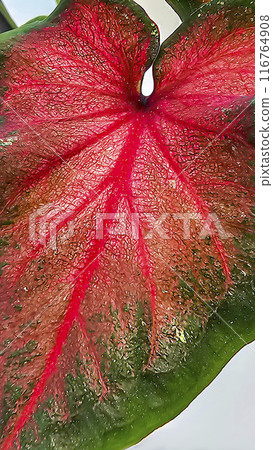 Decorative house plants. Decoration of room interior. Large colored leaves. Decorative house plants. Decoration of room interior. Large colored leaves. 116764908