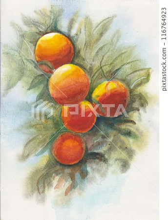 oranges on a tree branch oranges on a tree branch 116764923