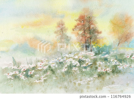rural landscape, daisies at sunrise 116764926