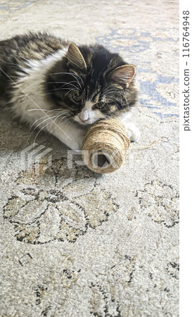 Gray fluffy domestic cat with yellow-green eyes. Pets. Playful mood. Gray fluffy domestic cat with yellow-green eyes. Pets. Playful mood. 116764948