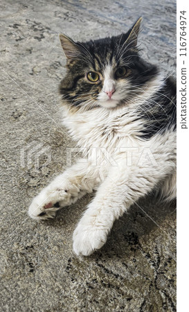 Gray fluffy domestic cat with yellow-green eyes. Pets. Playful mood. 116764974
