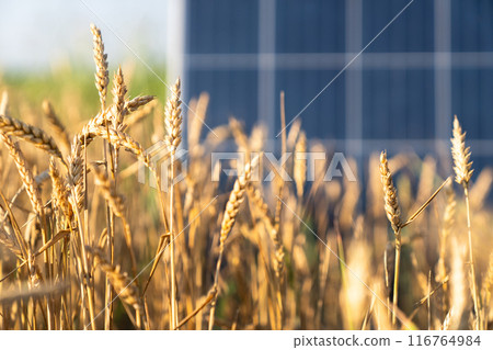 Solar panel on a wheat field. Sustainable energy 116764984
