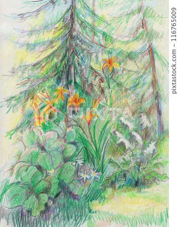 flower bed near the forest flower bed near the forest 116765009