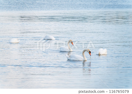 Graceful white Swans swimming in the lake, swans in the wild 116765079