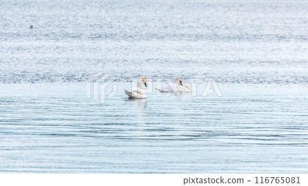 Two Graceful white Swans swimming in the lake, swans in the wild Two Graceful white Swans swimming in the lake, swans in the wild 116765081