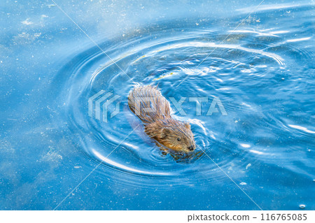 Muskrat, Ondatra zibethicuseats swiming at the surface of the lake water. Muskrat, Ondatra zibethicuseats swiming at the surface of the lake water. 116765085