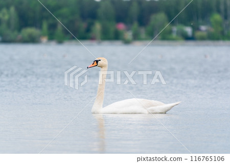 Graceful white Swan swimming in the lake, swans in the wild. Portrait of a white swan swimming on a lake. 116765106