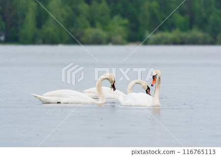 Two Graceful white Swans swimming in the lake, swans in the wild Two Graceful white Swans swimming in the lake, swans in the wild 116765113