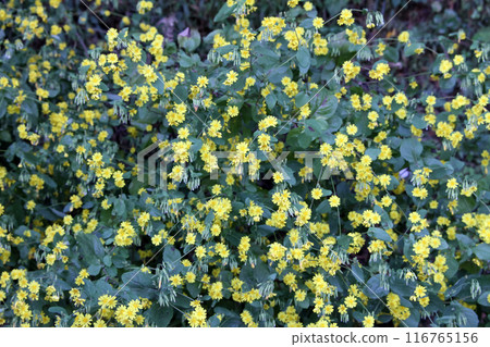 Yakushi So Yakushi So 116765156