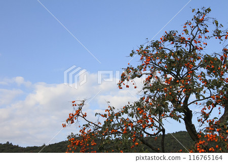 Persimmon tree Persimmon tree 116765164