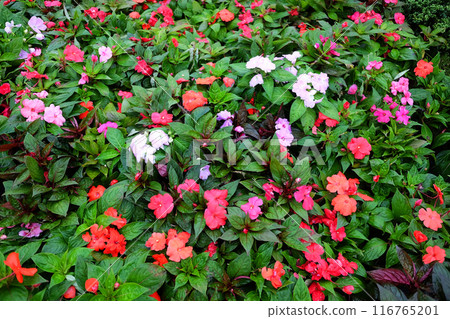 Blooming Busy Lizzy Uollera flowers in tropical garden Blooming Busy Lizzy Uollera flowers in tropical garden 116765201