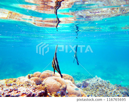 藍色珊瑚礁海中游泳的燕尾魚 116765695