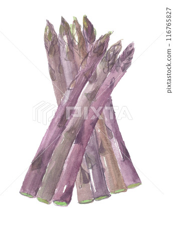 Purple asparagus painted in watercolor 116765827