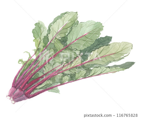 Watercolor painted radish leaves 116765828
