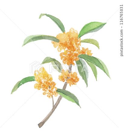 Osmanthus painted in watercolor 116765831