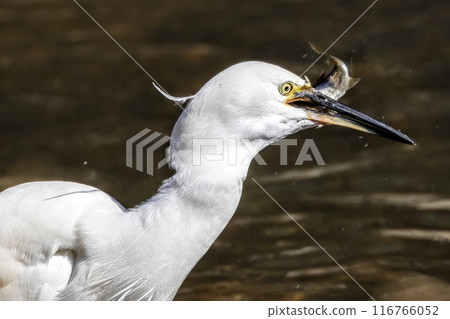 Little Egret Preying on Fish in the River Little Egret Preying on Fish in the River 116766052