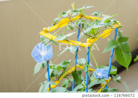 Blue morning glory 116766072