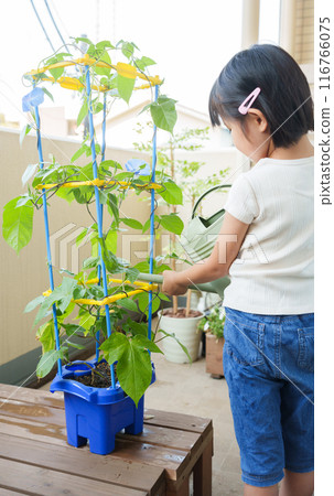 Elementary school students watering morning glories during summer vacation 116766075