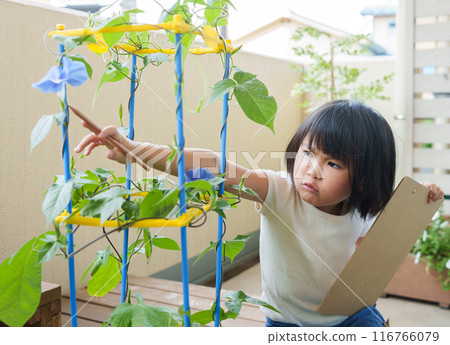 Elementary school students observing morning glories during summer vacation 116766079