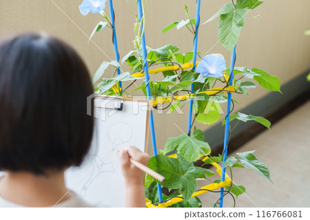 小學生暑假觀察牽牛花 小學生暑假觀察牽牛花 116766081