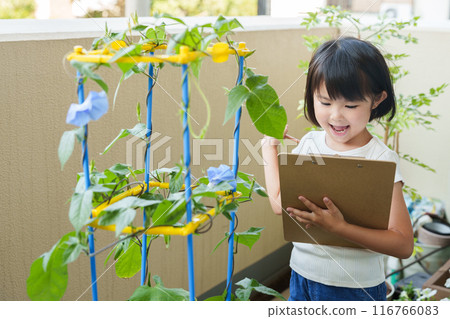 Elementary school students observing morning glories during summer vacation 116766083
