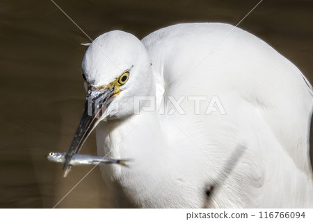 Little egret preying on small fish in the river 116766094