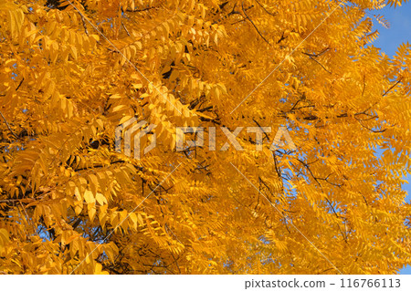 Bright yellow leaves. October in sunny day. Walking in autumn park. Sunny weather in autumn. 116766113