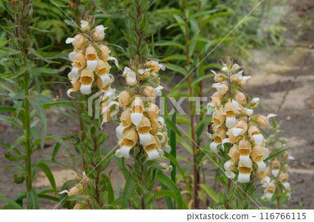 Digitalis grows in mountain. Flowers blooming. Cottage garden. Cultivated for its beauty flowers. 116766115