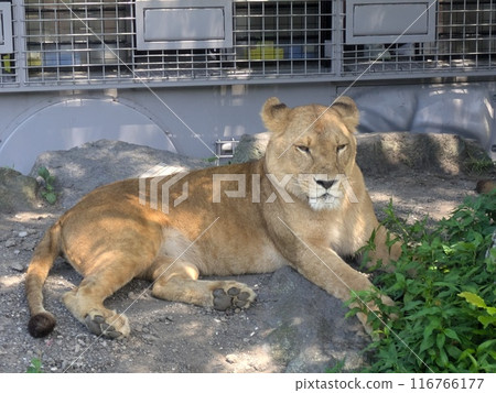 lion lion 116766177