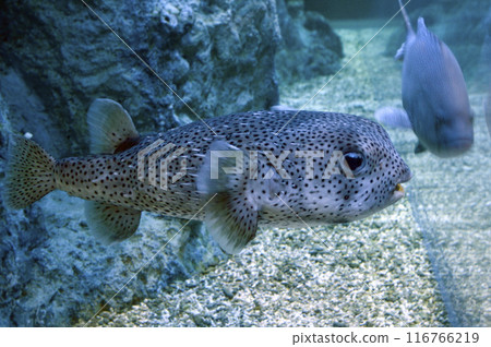 Rhizosphere 116766219