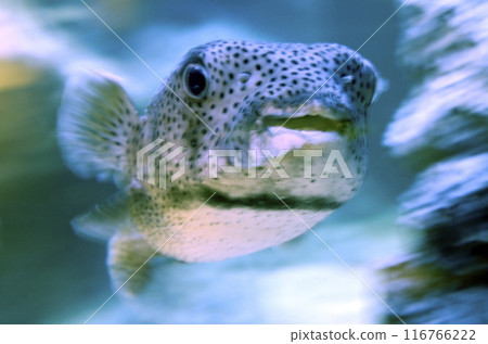 Nezumifugu Nezumifugu 116766222