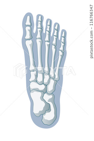 Foot bone 116766347
