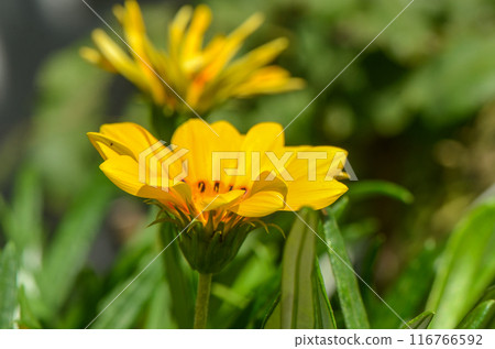 Flower of Gazania Linearis against green grass in spring garden, Flower of Gazania Linearis against green grass in spring garden, 116766592