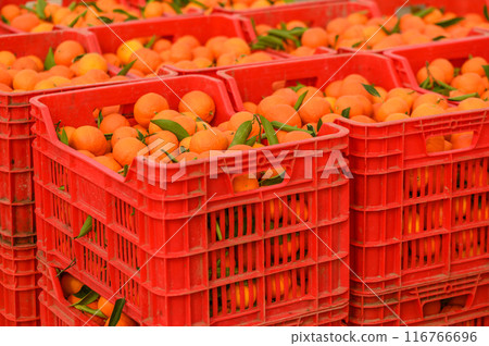 juicy fresh tangerines in boxes for sale in Cyprus in winter 19 juicy fresh tangerines in boxes for sale in Cyprus in winter 19 116766696