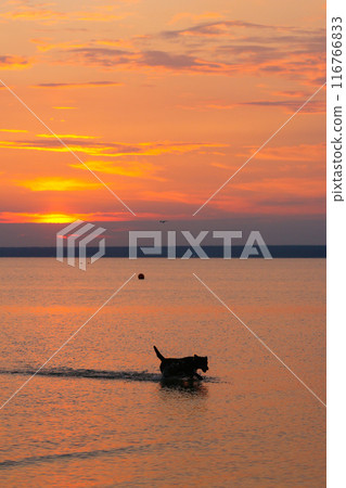 Labrador dog swims in lake or sea, natural view. Freedom of relaxation. pet on walk on beach 116766833