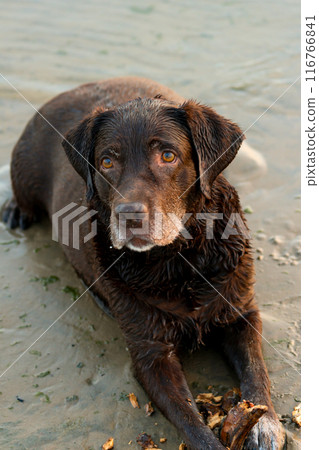 Portrait close-up of Labrador dog lying on sand by the sea. dog is resting on beach Portrait close-up of Labrador dog lying on sand by the sea. dog is resting on beach 116766841