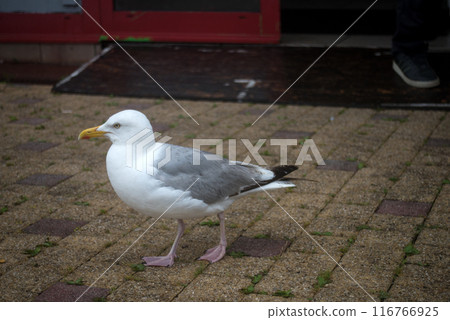 portrait of seagull walking in the street 116766925