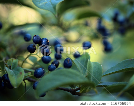 The beautiful blue fruits of the Japanese quince tree that began to ripen in October The beautiful blue fruits of the Japanese quince tree that began to ripen in October 116766994