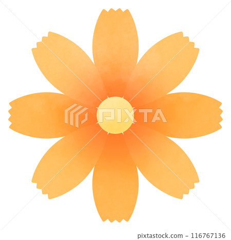 蓬鬆的橙色波斯菊花的插圖 116767136