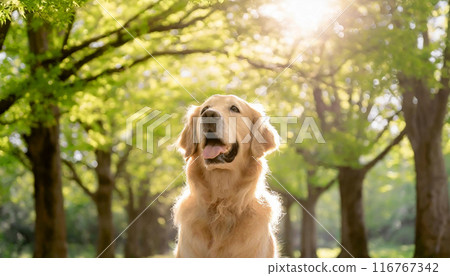 A golden retriever looking at the beautiful spring greenery. Walking in the park. A golden retriever looking at the beautiful spring greenery. Walking in the park. 116767342